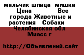 мальчик шпица (мишка) › Цена ­ 55 000 - Все города Животные и растения » Собаки   . Челябинская обл.,Миасс г.